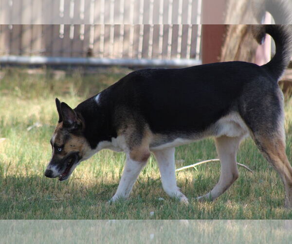 Medium Photo #2 Akita-Unknown Mix Puppy For Sale in El Centro, CA, USA
