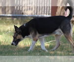 Small #1 Akita Mix