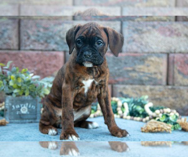 Medium Photo #3 Boxer Puppy For Sale in MIDDLEBURY, IN, USA