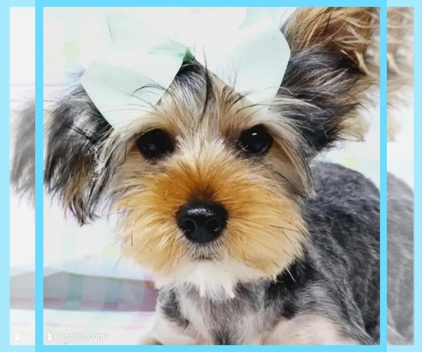 Medium Photo #1 Yorkshire Terrier Puppy For Sale in TAYLOR, TX, USA
