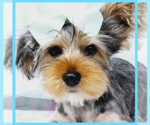 Yorkshire Terrier Puppy for sale in TAYLOR, TX, USA