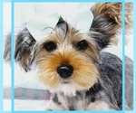 Small Yorkshire Terrier