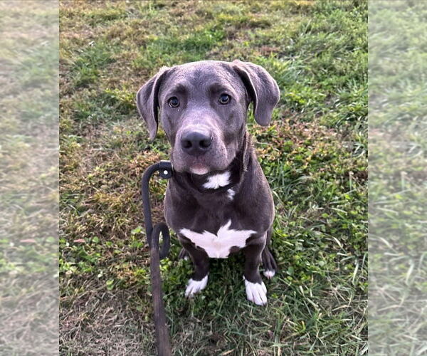 Medium Photo #2 Mutt Puppy For Sale in Evansville, IN, USA