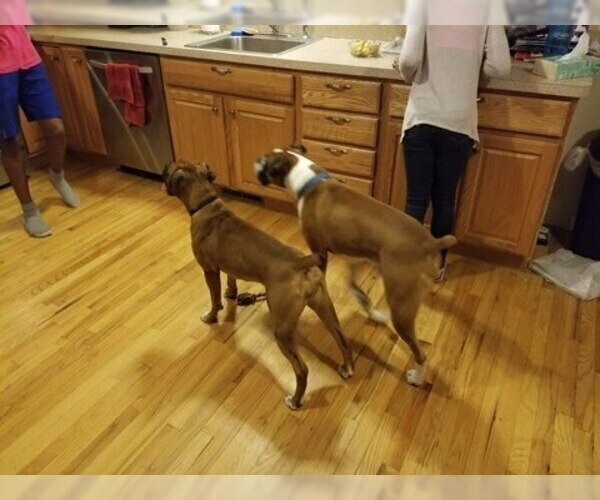 Medium Photo #5 Boxer Puppy For Sale in DERBY, CT, USA