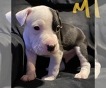 Small Photo #14 American Pit Bull Terrier Puppy For Sale in ELMA, WA, USA