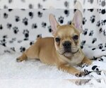 Small Photo #5 French Bulldog Puppy For Sale in DANVILLE, CA, USA