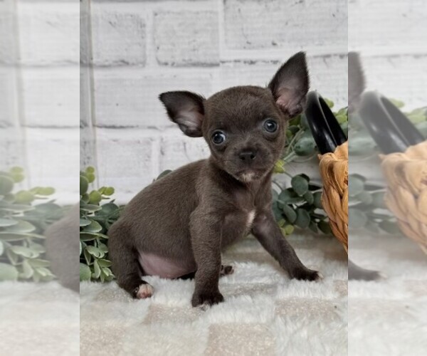 Medium Photo #17 Chihuahua Puppy For Sale in FORT LAUDERDALE, FL, USA