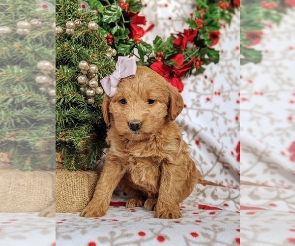 Medium Photo #5 Labradoodle Puppy For Sale in QUARRYVILLE, PA, USA