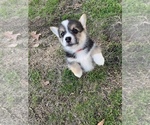 Small Photo #3 Pembroke Welsh Corgi Puppy For Sale in FORT VALLEY, GA, USA