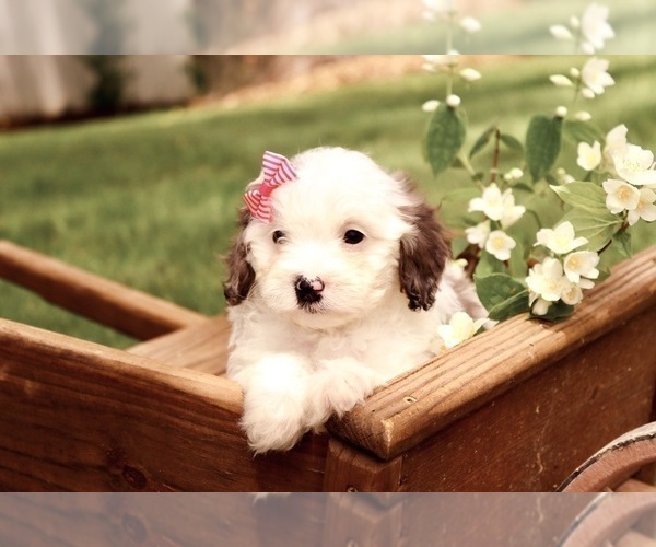 Medium Photo #4 Cavapoo Puppy For Sale in WEST SALEM, OH, USA
