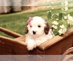 Small #3 Cavapoo