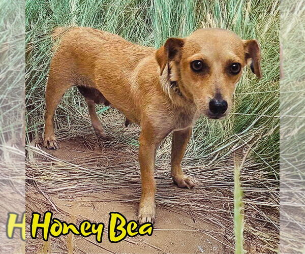 Medium Photo #6 Chiweenie Puppy For Sale in San Antonio, TX, USA