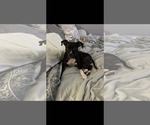Small #3 American Pit Bull Terrier Mix