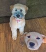 Small Photo #12 Soft Coated Wheaten Terrier Puppy For Sale in THOMASVILLE, NC, USA