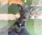 Small #6 American Staffordshire Terrier-German Shepherd Dog Mix
