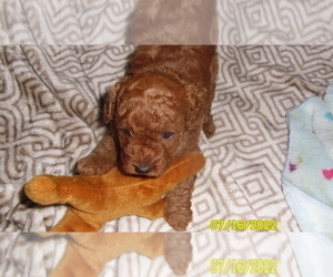 Poodle (Toy) Puppy for sale in DULUTH, GA, USA
