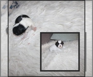 Shih Tzu Puppy for sale in THAYER, KS, USA