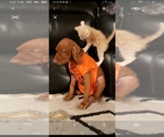 Small Photo #5 Vizsla Puppy For Sale in SPENCER, IN, USA