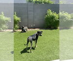 Small #7 Catahoula Leopard Dog-Greyhound Mix
