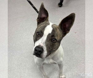 Mutt Dogs for adoption in Washington, DC, USA