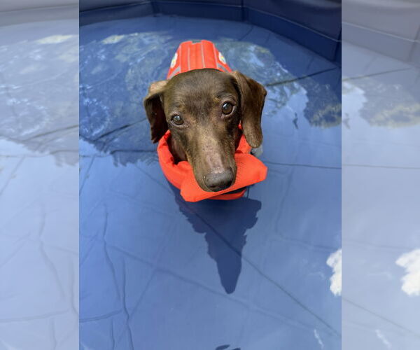 Medium Photo #2 Dachshund Puppy For Sale in Fruitland, SC, USA