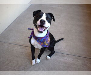 Medium American Pit Bull Terrier Mix
