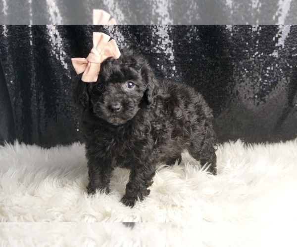 Medium Photo #65 Poodle (Miniature) Puppy For Sale in WARSAW, IN, USA