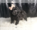 Small #3 Poodle (Miniature)