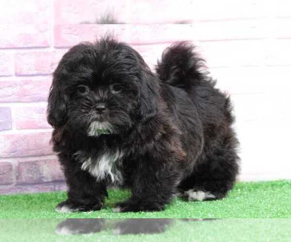 Medium Photo #1 Shih-Poo Puppy For Sale in BEL AIR, MD, USA