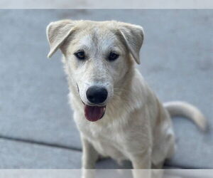 Medium Labrador Retriever Mix