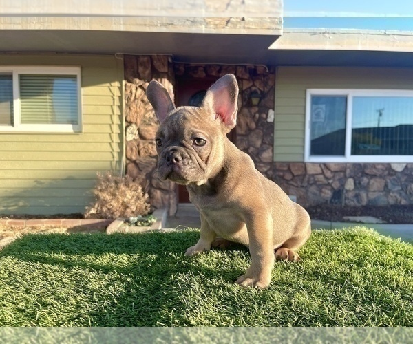 Medium Photo #19 French Bulldog Puppy For Sale in DENVER, CO, USA