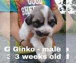 Small Photo #12 Great Pyrenees Puppy For Sale in HILLSVILLE, VA, USA