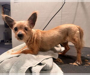 Mutt Dogs for adoption in Walnutport, PA, USA