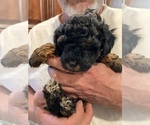 Small Photo #8 Poodle (Toy) Puppy For Sale in ARLINGTON HTS, IL, USA