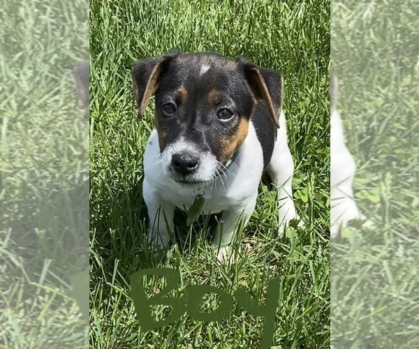 Medium Photo #2 Jack Russell Terrier Puppy For Sale in FREEMAN, MO, USA