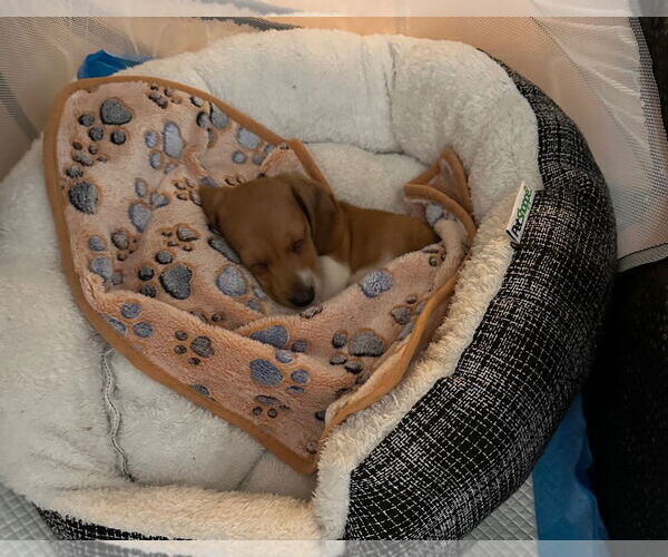 Medium Photo #4 Dachshund Puppy For Sale in Weston, FL, USA