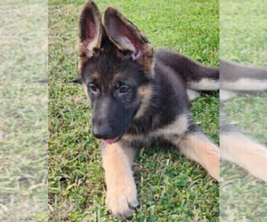German Shepherd Dog Puppy for sale in LAKELAND, FL, USA