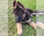 Image preview for Ad Listing. Nickname: Sweet Puppy