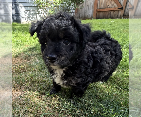 Medium Photo #2 Poodle (Miniature)-Unknown Mix Puppy For Sale in Bellevue, WA, USA