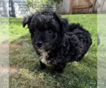 Small Photo #2 Poodle (Miniature)-Unknown Mix Puppy For Sale in Bellevue, WA, USA
