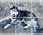 Puppy Buscuit Siberian Husky