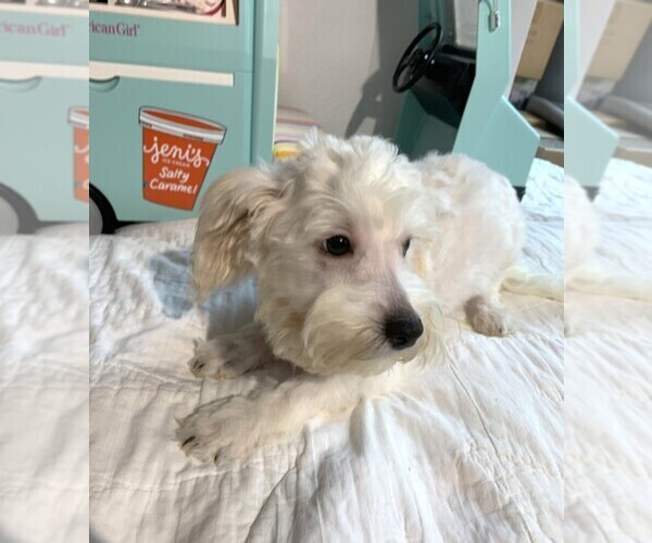 Medium Photo #2 Chonzer Puppy For Sale in MORENO VALLEY, CA, USA