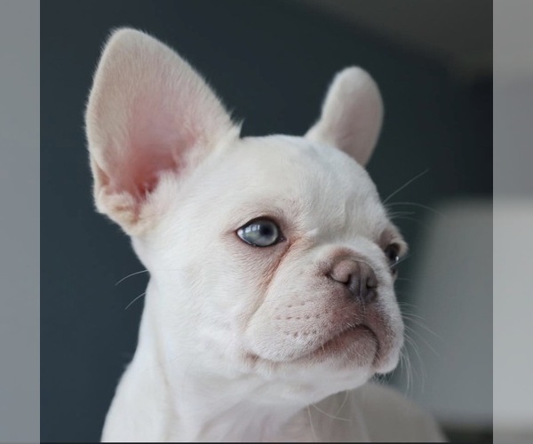 Medium Photo #9 French Bulldog Puppy For Sale in SUSSEX, WI, USA