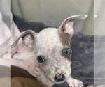 Small Mutt