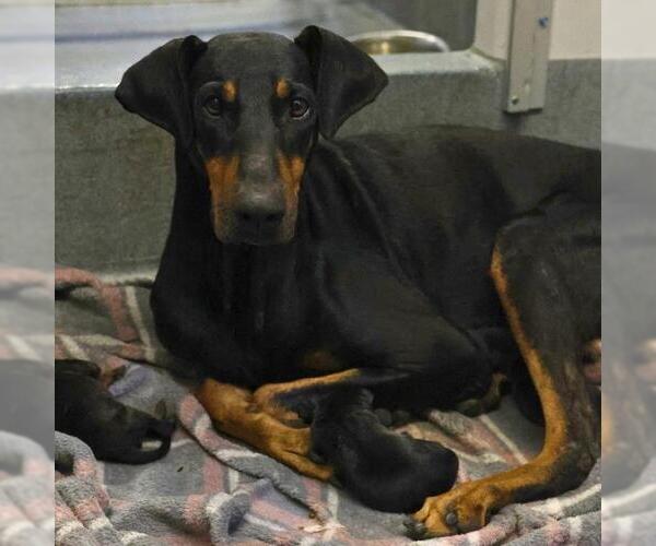 Medium Photo #1 Doberman Pinscher-Unknown Mix Puppy For Sale in San Antonio, TX, USA