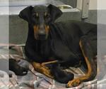 Small Doberman Pinscher Mix