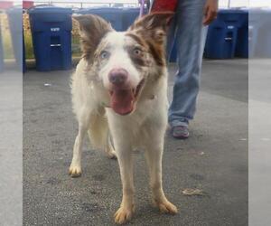 Border Collie-Unknown Mix Dogs for adoption in San Antonio, TX, USA