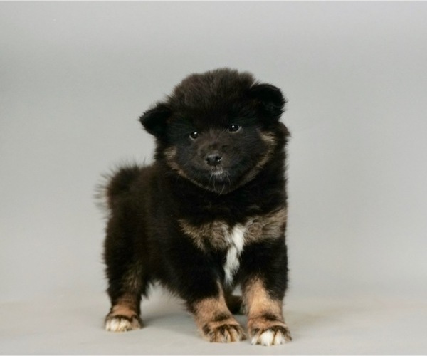 Medium Photo #1 Shiba Inu Puppy For Sale in WARSAW, IN, USA