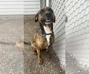 Bama - Male Retriever -Unknown Mix Dog for Adoption - Photo #6