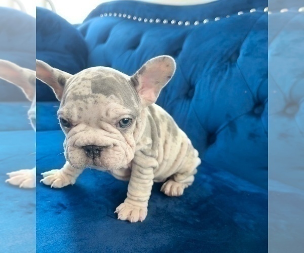 Medium Photo #6 French Bulldog Puppy For Sale in WEST HOLLYWOOD, CA, USA